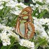 dragonfly795